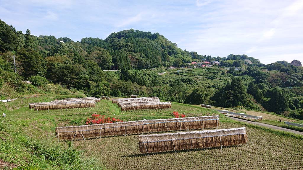 天日干し米（無肥料無農薬） | 4℃ farm / 芋井の林農園