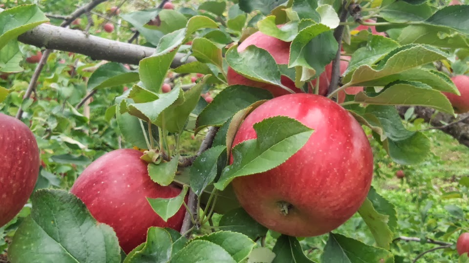 減農薬りんご