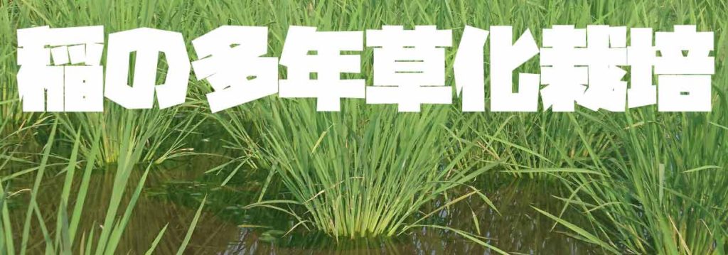 稲の多年草化栽培